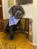 Purple Collar, a female Cane Corso for sale in Grand Junction, CO – 4 of 10