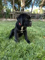 Red Collar, a female Cane Corso for sale in Grand Junction, CO – 2 of 10