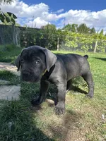 Yellow Collar, a female Cane Corso for sale in Grand Junction, CO – 2 of 10