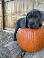 Purple Collar, a female Cane Corso for sale in Grand Junction, CO – 10 of 10