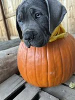 Yellow Collar, a female Cane Corso for sale in Grand Junction, CO – 8 of 10