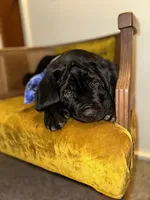 Blue Collar, a male Cane Corso for sale in Grand Junction, CO – 4 of 10