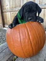 Green Collar, a female Cane Corso for sale in Grand Junction, CO – 8 of 10