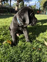 Blue Collar, a male Cane Corso for sale in Grand Junction, CO – 10 of 10