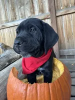 Red Collar, a female Cane Corso for sale in Grand Junction, CO – 4 of 10