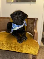 Green Collar, a female Cane Corso for sale in Grand Junction, CO – 4 of 10