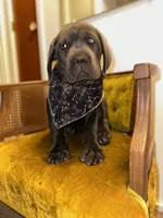 Yellow Collar, a female Cane Corso for sale in Grand Junction, CO – 5 of 10