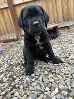 Red Collar, a female Cane Corso for sale in Grand Junction, CO – 3 of 10