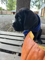 Blue Collar, a male Cane Corso for sale in Grand Junction, CO – 8 of 10