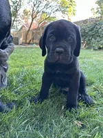 Blue Collar, a male Cane Corso for sale in Grand Junction, CO – 2 of 10