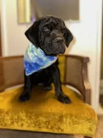 Green Collar, a female Cane Corso for sale in Grand Junction, CO – 1 of 10