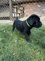 Green Collar, a female Cane Corso for sale in Grand Junction, CO – 9 of 10