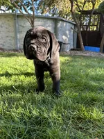 Blue Collar, a male Cane Corso for sale in Grand Junction, CO – 5 of 10