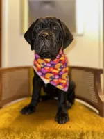 Orange Collar , a female Cane Corso for sale in Grand Junction, CO – 5 of 10