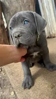 Yellow Collar, a female Cane Corso for sale in Grand Junction, CO – 3 of 10