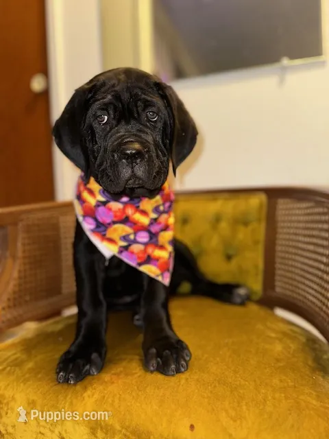 Orange Collar  – Cane Corso puppy for sale in Grand Junction, CO