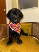 Orange Collar , a female Cane Corso for sale in Grand Junction, CO – 1 of 10