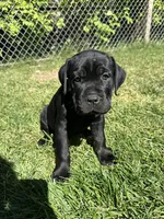 Green Collar, a female Cane Corso for sale in Grand Junction, CO – 5 of 10