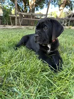 Red Collar, a female Cane Corso for sale in Grand Junction, CO – 5 of 10