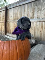 Purple Collar, a female Cane Corso for sale in Grand Junction, CO – 8 of 10