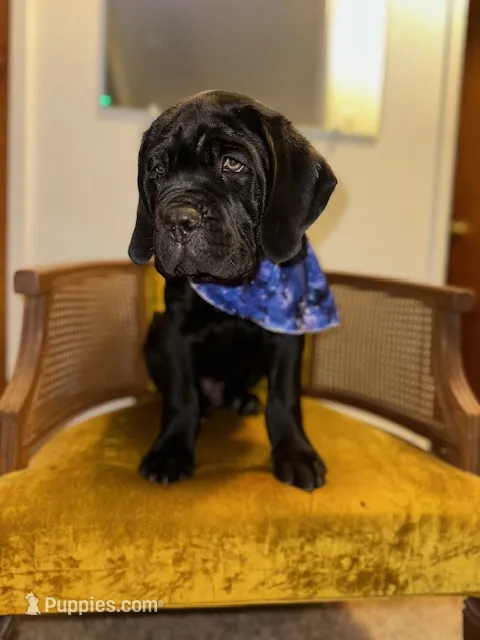 Blue Collar – Cane Corso puppy for sale in Grand Junction, CO