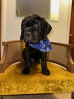 Blue Collar, a male Cane Corso for sale in Grand Junction, CO – 1 of 10