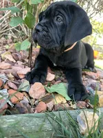 Orange Collar , a female Cane Corso for sale in Grand Junction, CO – 4 of 10