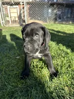 Red Collar, a female Cane Corso for sale in Grand Junction, CO – 8 of 10