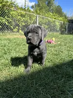 Purple Collar, a female Cane Corso for sale in Grand Junction, CO – 7 of 10