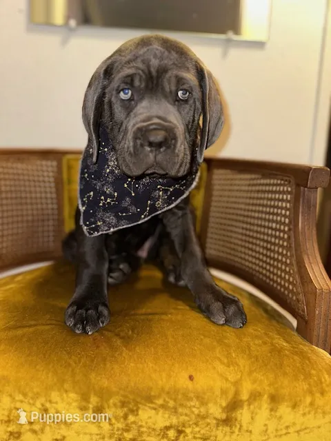 Yellow Collar – Cane Corso puppy for sale in Grand Junction, CO