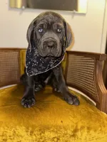 Yellow Collar, a female Cane Corso for sale in Grand Junction, CO – 1 of 10