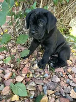 Orange Collar , a female Cane Corso for sale in Grand Junction, CO – 7 of 10