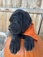 Orange Collar , a female Cane Corso for sale in Grand Junction, CO – 3 of 10