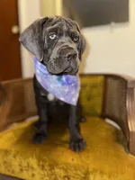 Purple Collar, a female Cane Corso for sale in Grand Junction, CO – 1 of 10
