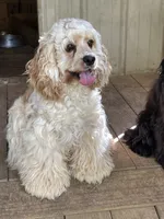 Minnie AKC, a female Cocker Spaniel for sale in Pinson, TN – 5 of 6