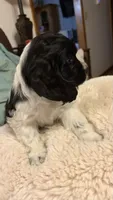 Domino, a male Cocker Spaniel for sale in Pinson, TN – 2 of 4
