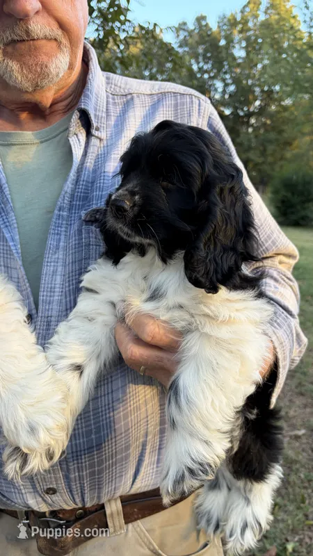 Domino – Cocker Spaniel puppy for sale in Pinson, TN