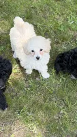 Zoe, a female Poodle - Miniature  for sale in Pinson, TN – 2 of 4