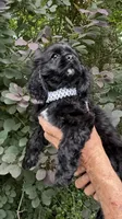 Minnie AKC, a female Cocker Spaniel for sale in Pinson, TN – 2 of 6