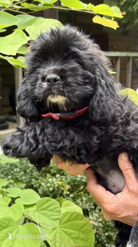 Bouncer AKC – Cocker Spaniel puppy for sale in Pinson, TN