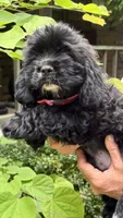 Bouncer AKC, a male Cocker Spaniel for sale in Pinson, TN – 1 of 6