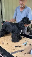 Bailey, a female Cocker Spaniel for sale in Pinson, TN – 3 of 3