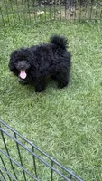Brody, a male Poodle - Toy  for sale in Pinson, TN – 3 of 4
