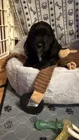 Blackjack, a male Cocker Spaniel for sale in Pinson, TN – 3 of 4