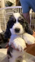 Flash, a male Cocker Spaniel for sale in Pinson, TN – 4 of 4