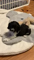 Domino, a male Cocker Spaniel for sale in Pinson, TN – 3 of 4