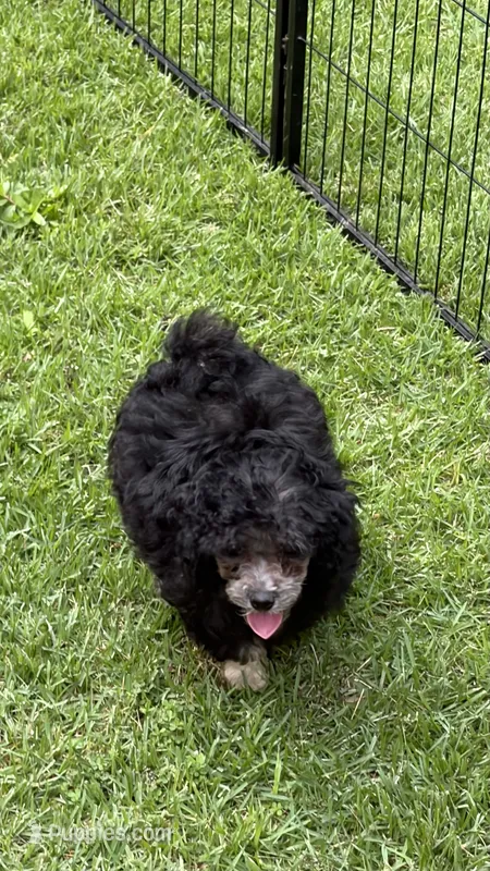 Benji – Poodle - Toy  puppy for sale in Pinson, TN