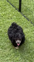 Benji, a male Poodle - Toy  for sale in Pinson, TN – 1 of 4