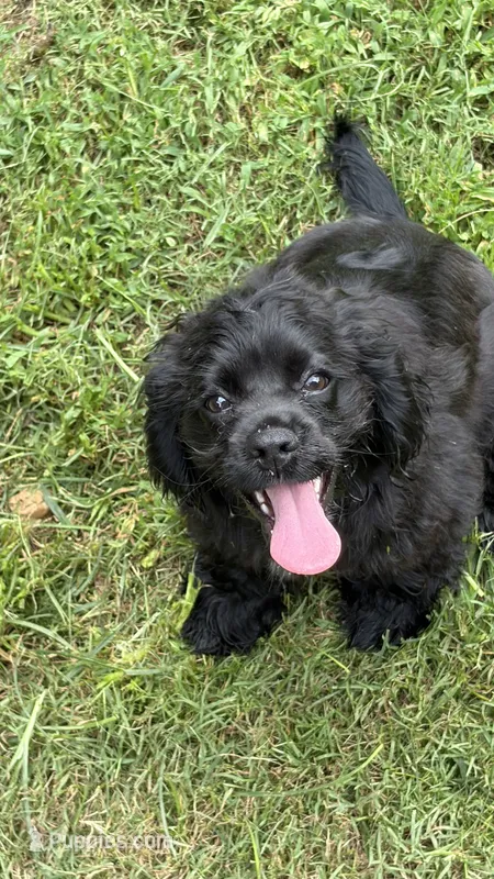 Minnie AKC – Cocker Spaniel puppy for sale in Pinson, TN