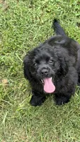 Minnie AKC, a female Cocker Spaniel for sale in Pinson, TN – 1 of 6